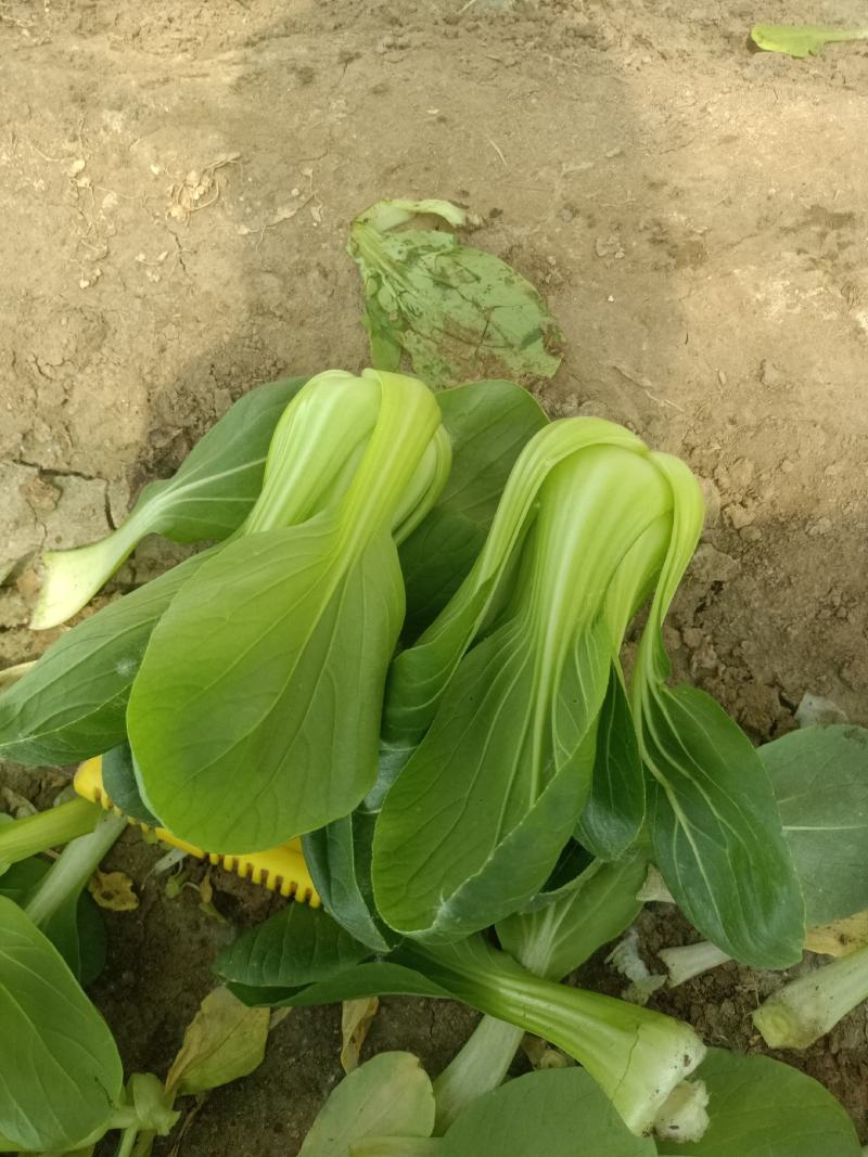 北京本地大科油菜，产地油菜