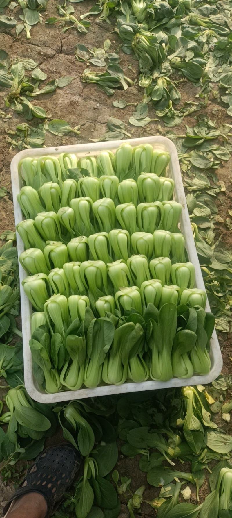 北京本地大科油菜，产地油菜