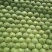 【精品】河北甘蓝圆包菜货量充足保质保量全国发货