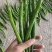 黑线椒大量供应，质量好出货量大，价格便宜