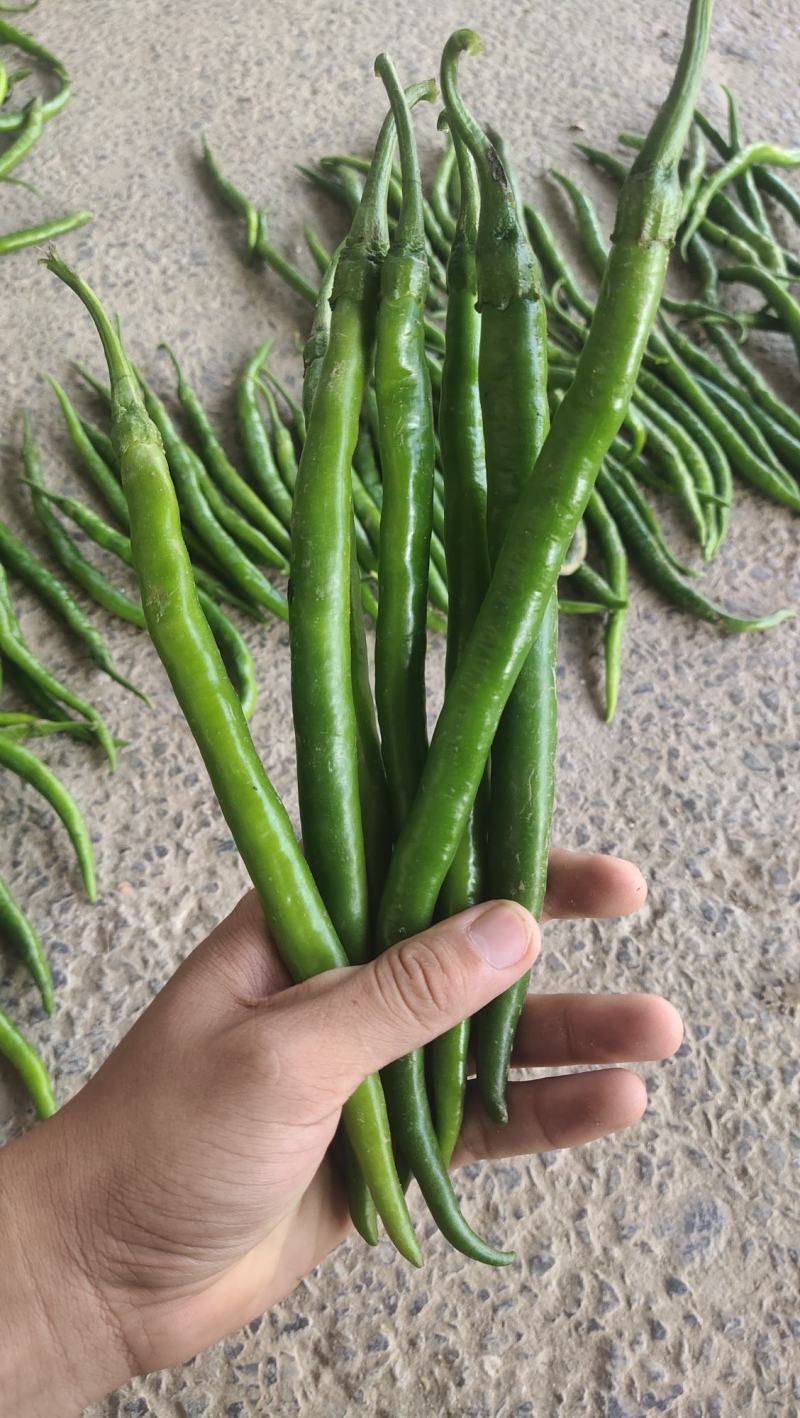 黑线椒大量供应，质量好出货量大，价格便宜