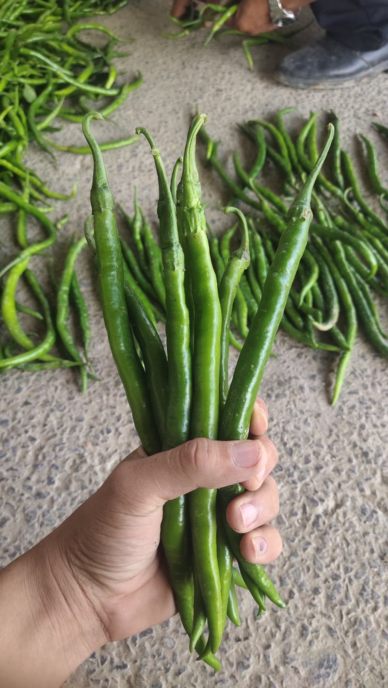 黑线椒大量供应，质量好出货量大，价格便宜
