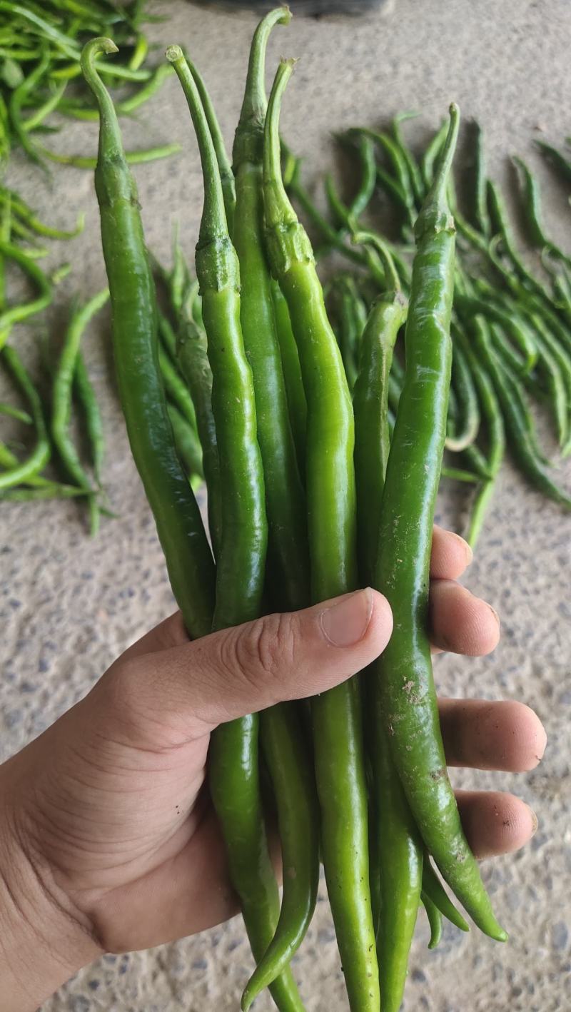 黑线椒大量供应，质量好出货量大，价格便宜