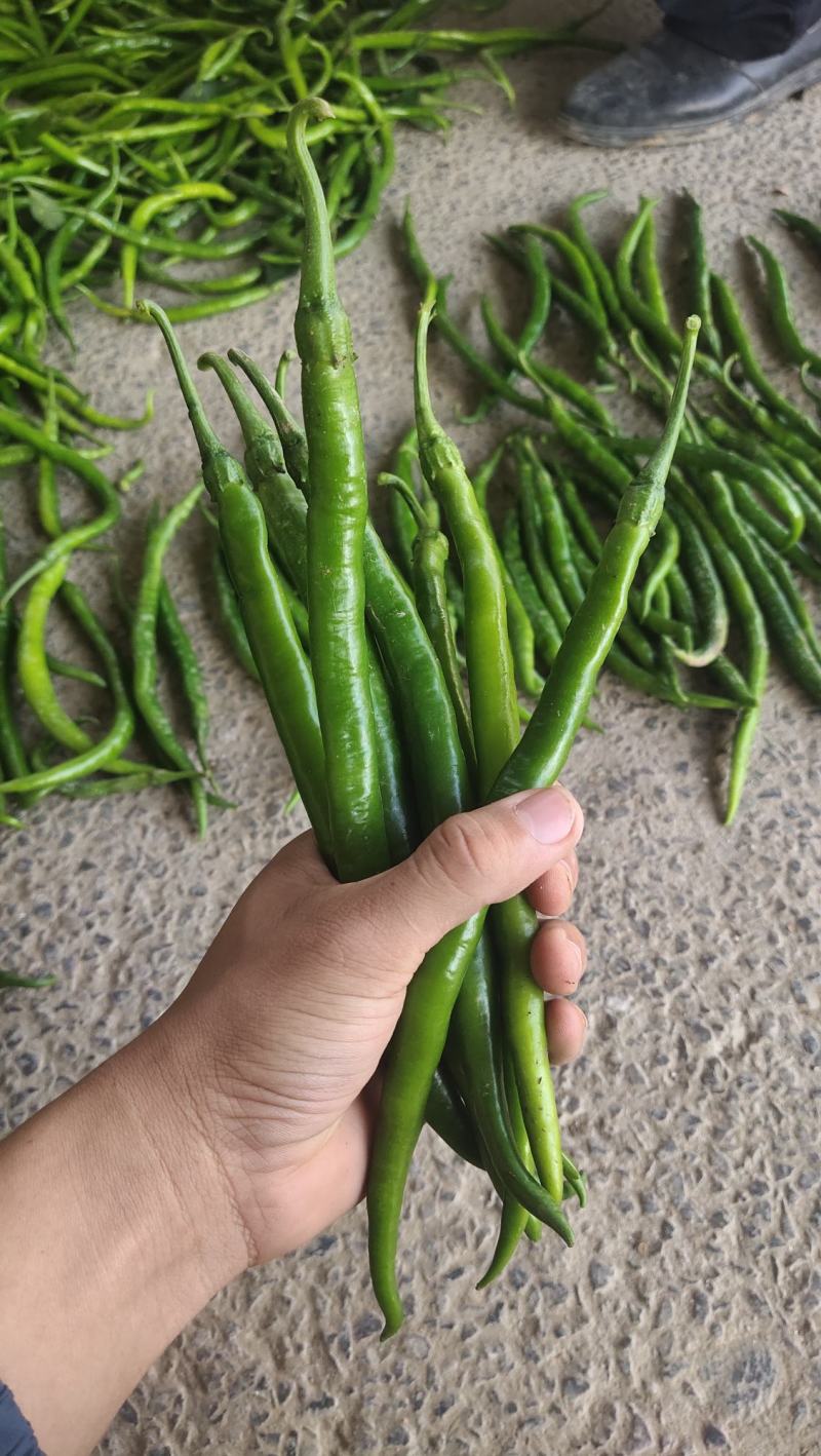 黑线椒大量供应，质量好出货量大，价格便宜