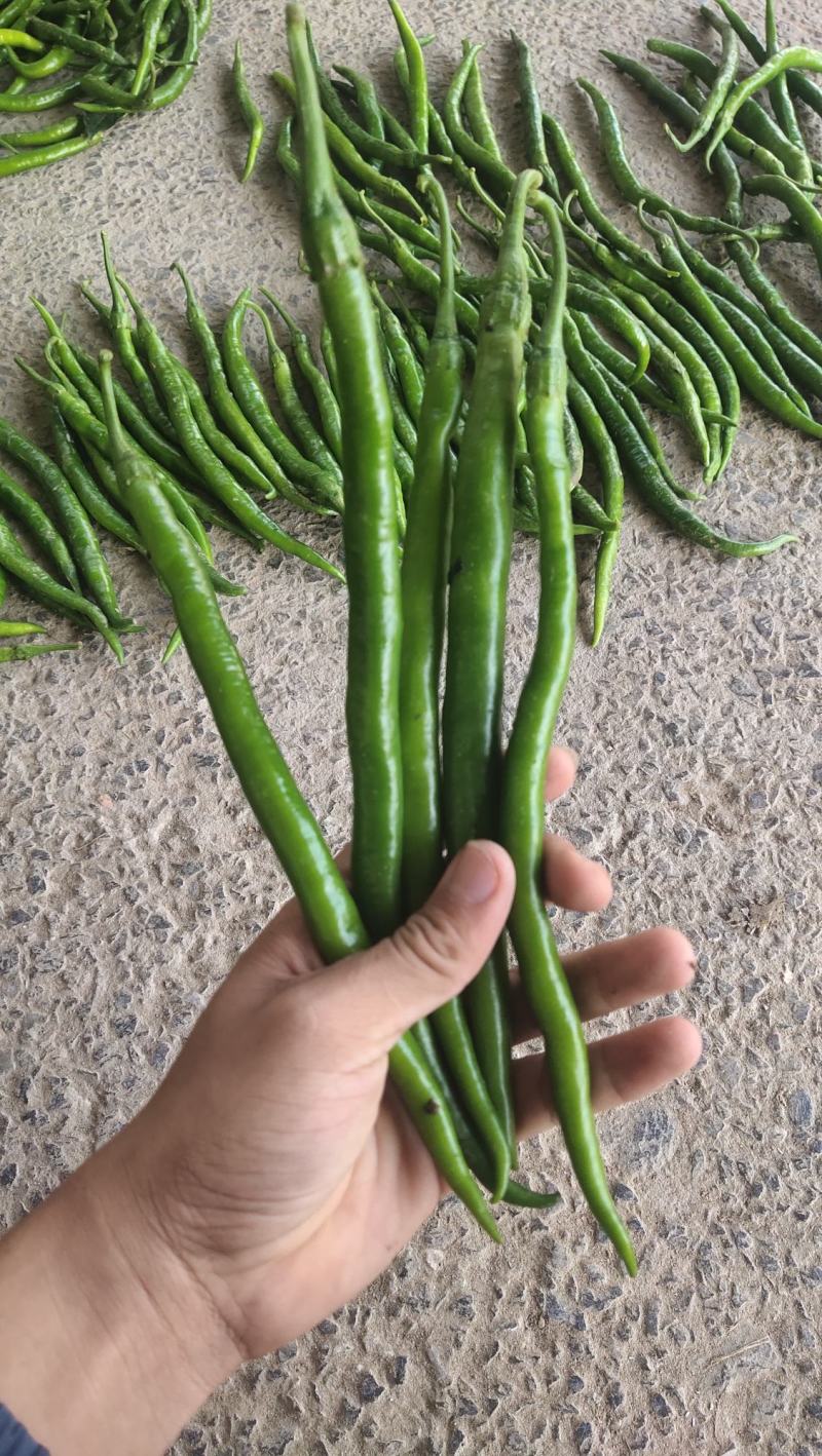 黑线椒大量供应，质量好出货量大，价格便宜