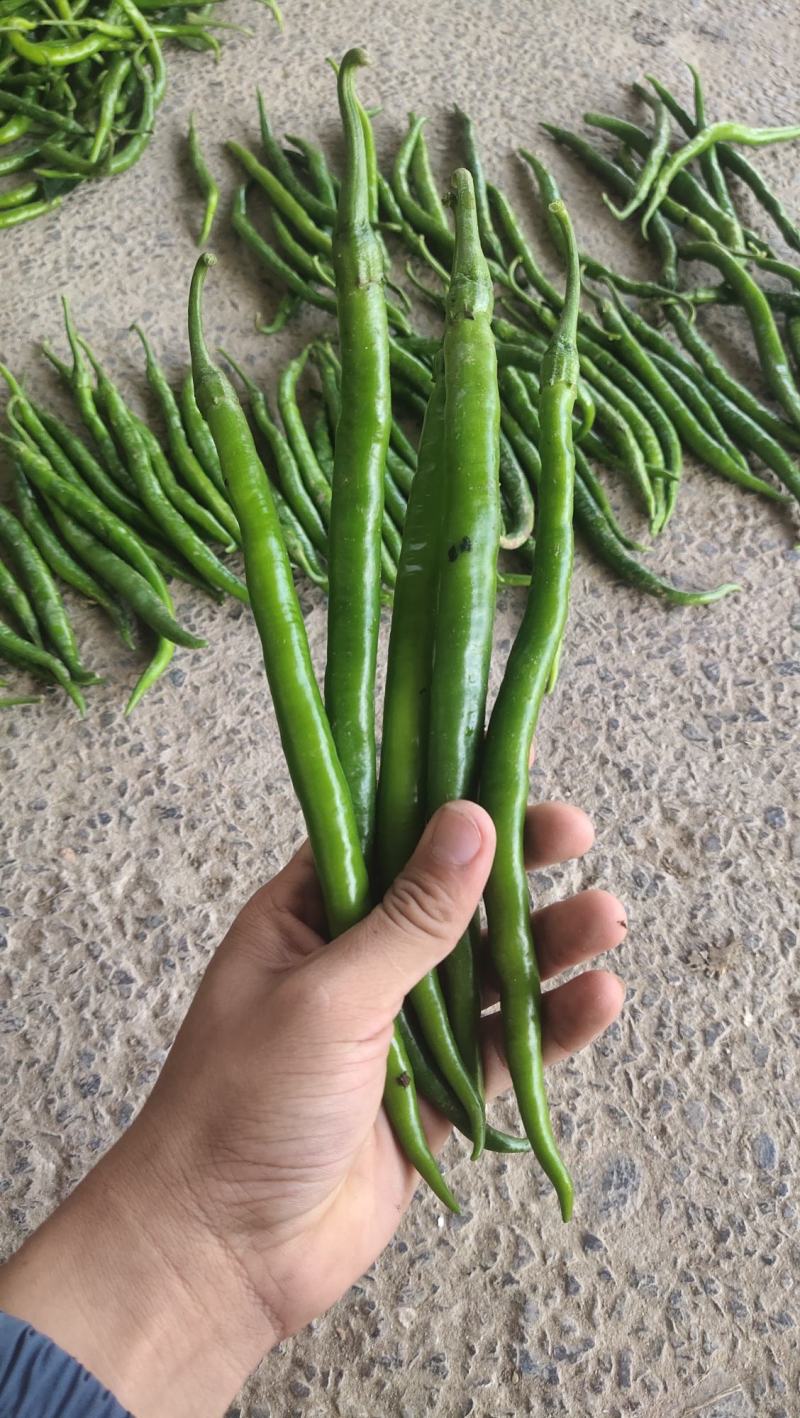 黑线椒大量供应，质量好出货量大，价格便宜