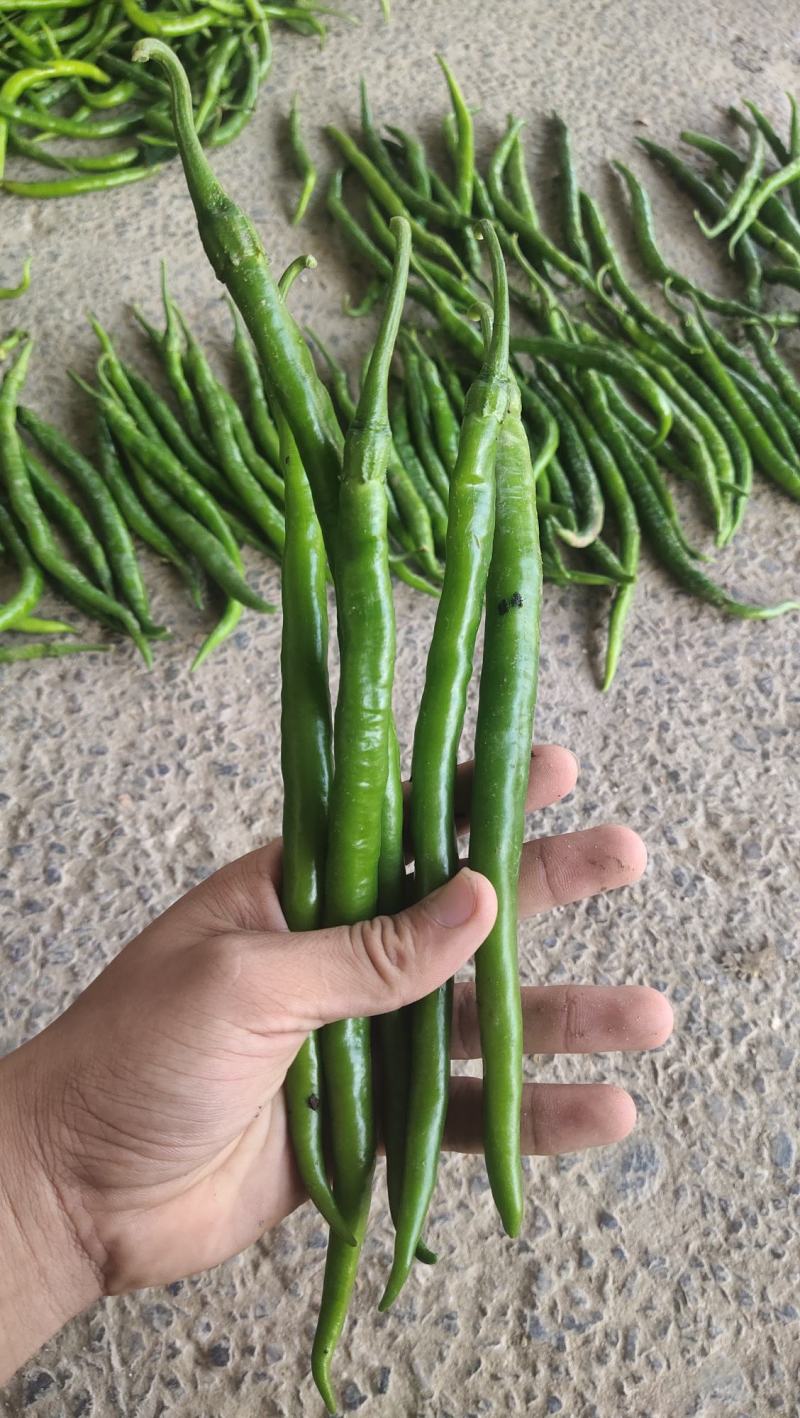 黑线椒大量供应，质量好出货量大，价格便宜