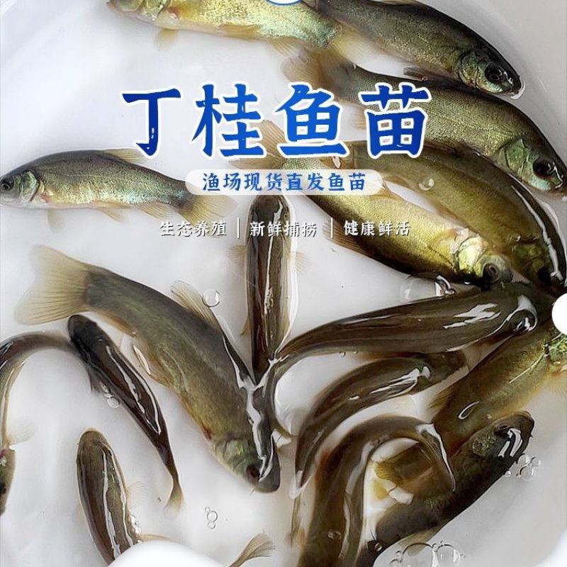 丁桂鱼苗