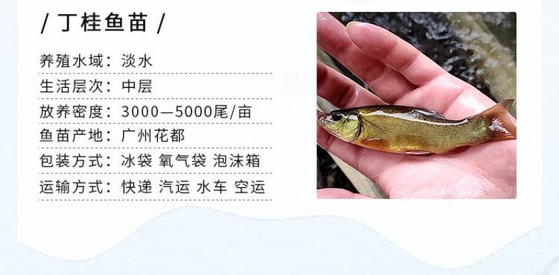 丁桂鱼苗