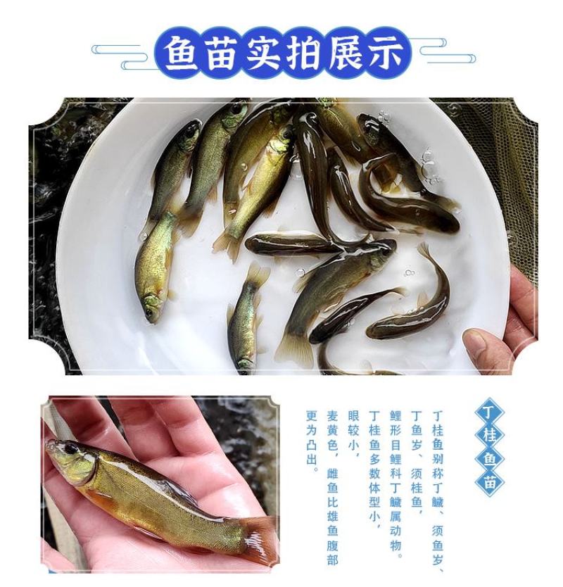 丁桂鱼苗