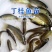 丁桂鱼苗