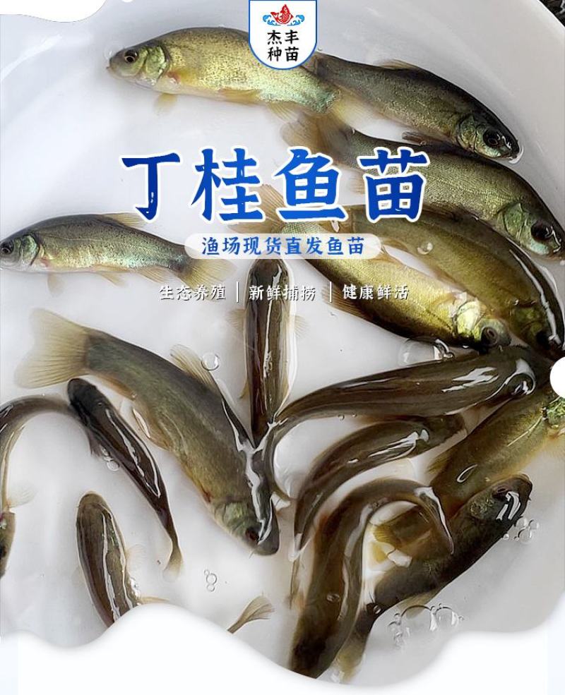丁桂鱼苗