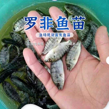 罗非鱼苗