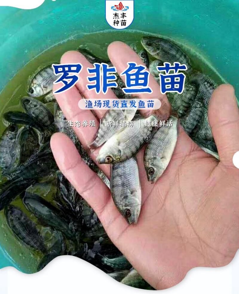 罗非鱼苗
