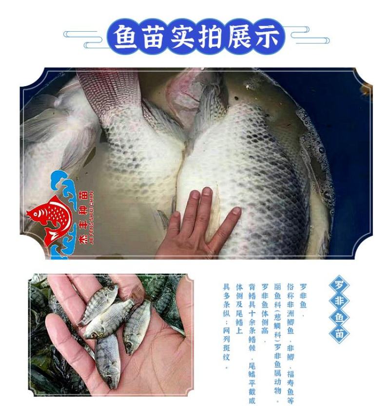 罗非鱼苗