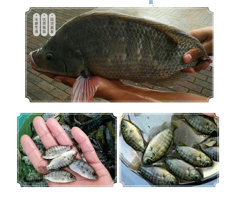 罗非鱼苗