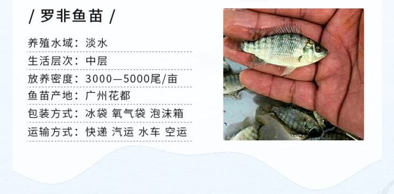罗非鱼苗