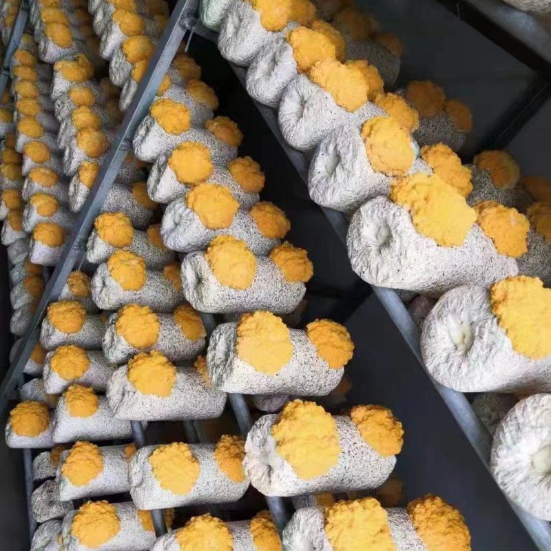 金耳菌种