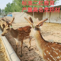 养殖梅花鹿种公鹿鹿茸一年割两茬鲜鹿茸名贵药材