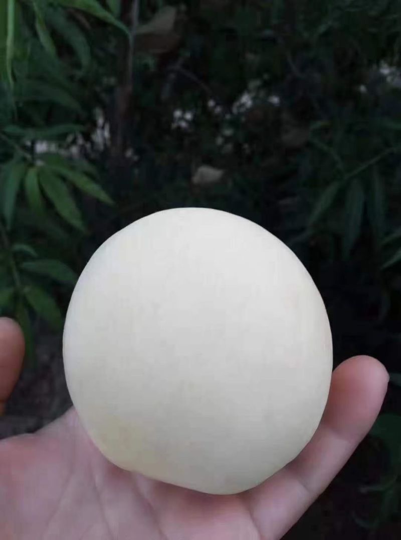 白如玉白桃