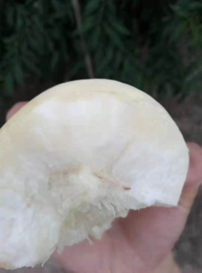 白如玉白桃