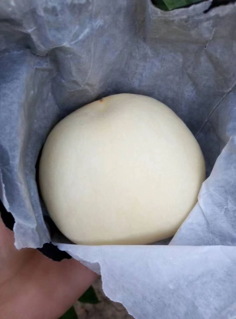 白如玉白桃