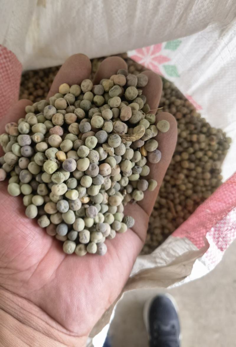 麻豌豆种子