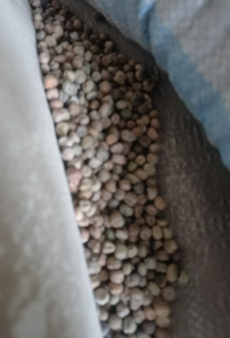 麻豌豆种子