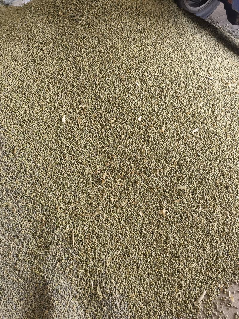 麻豌豆种子