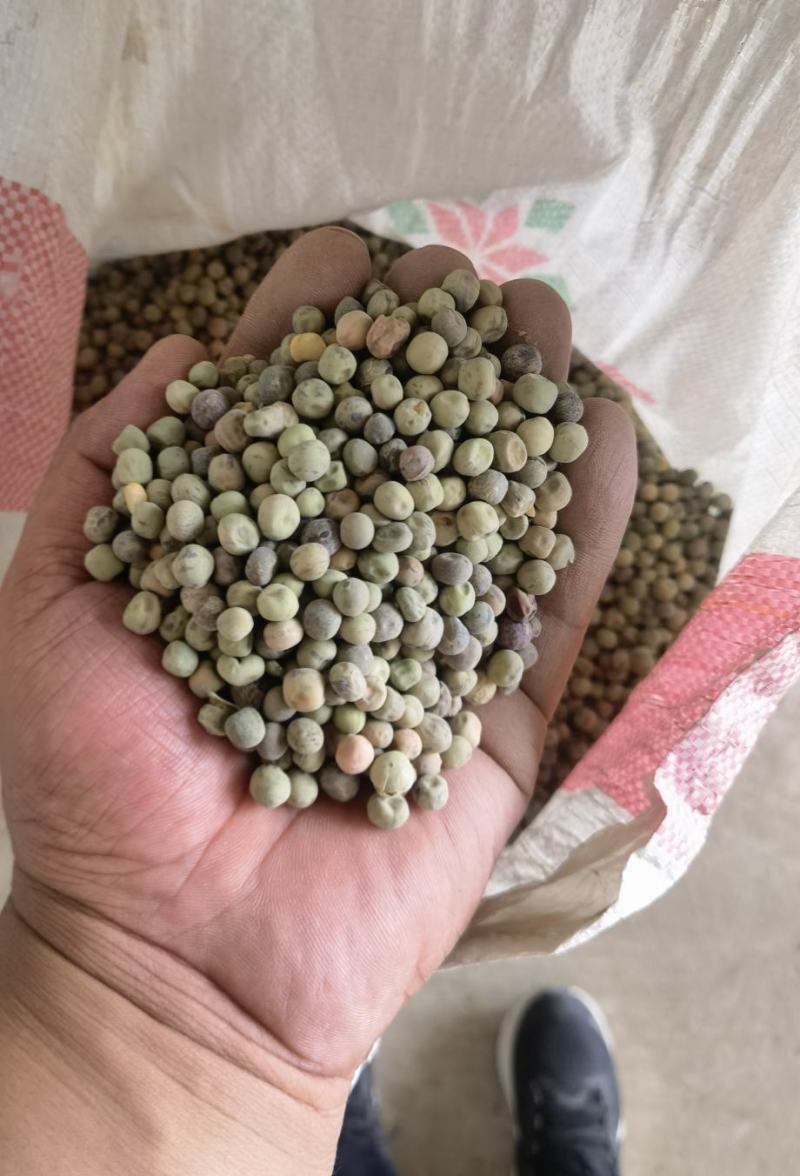麻豌豆种子