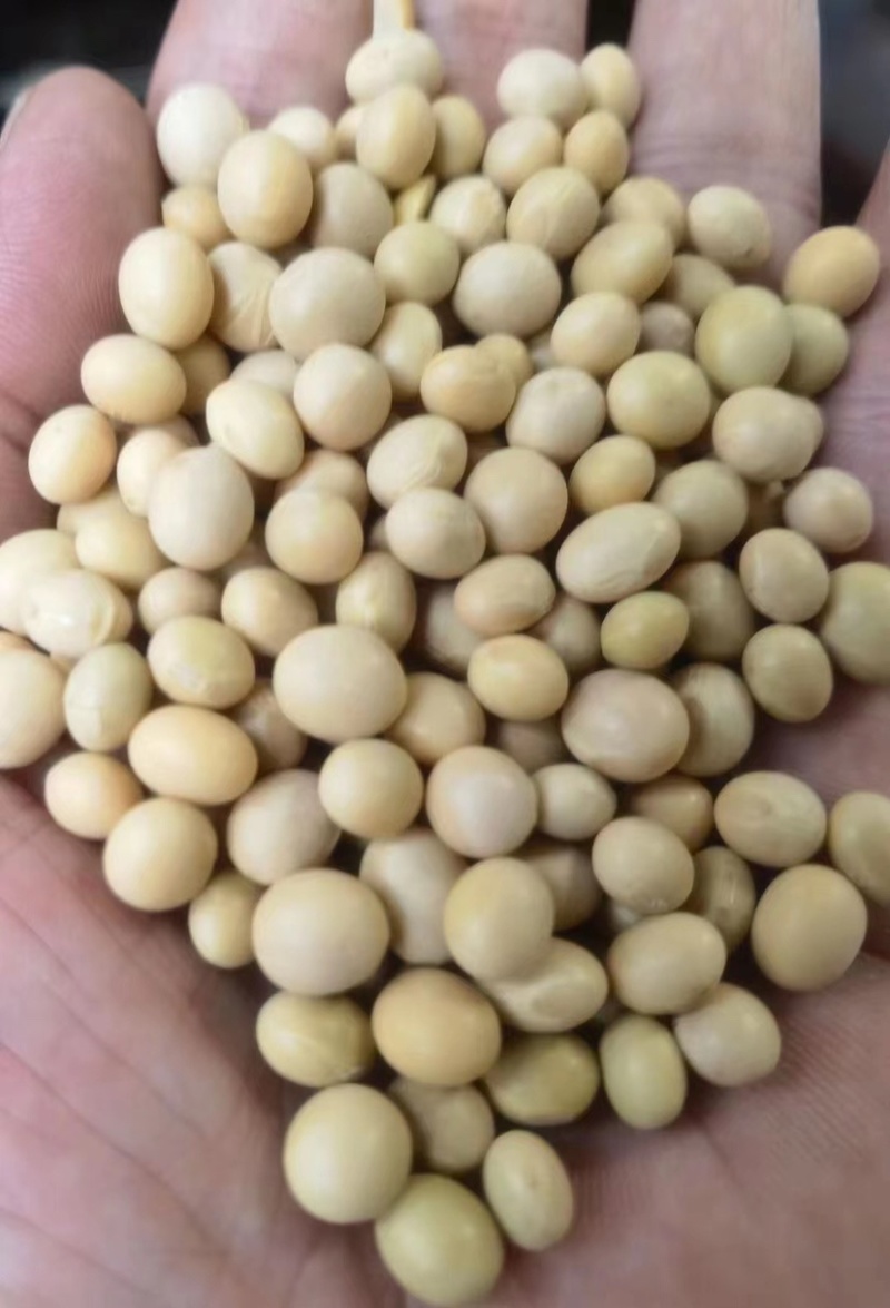 加拿大精品大颗粒黄豆蛋白44