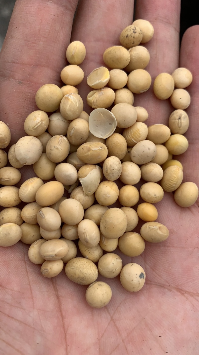 加拿大精品大颗粒黄豆蛋白44