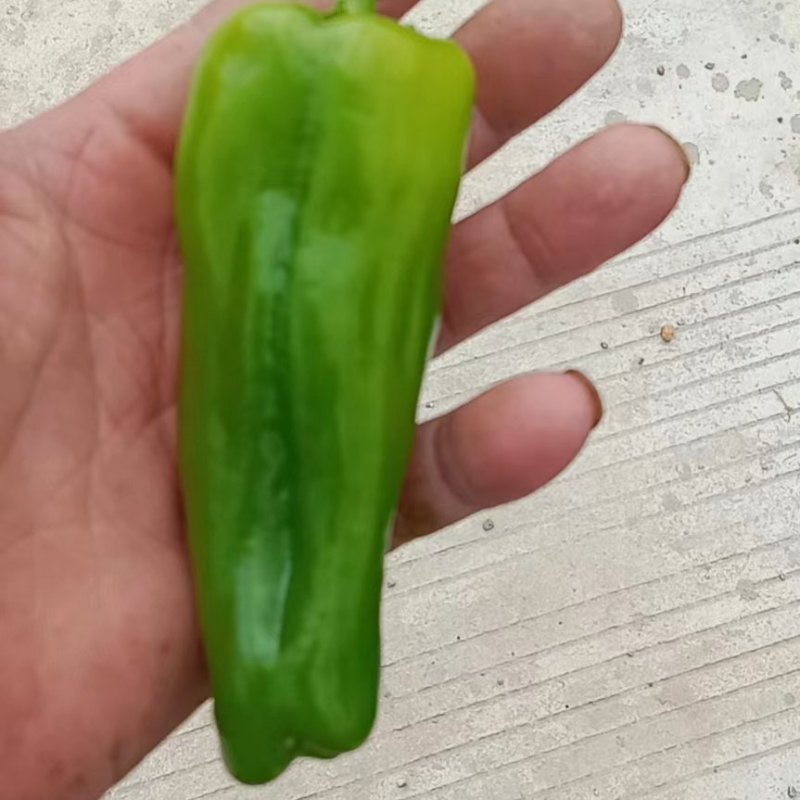 鲜辣椒