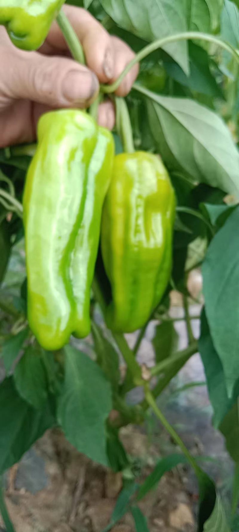 鲜辣椒