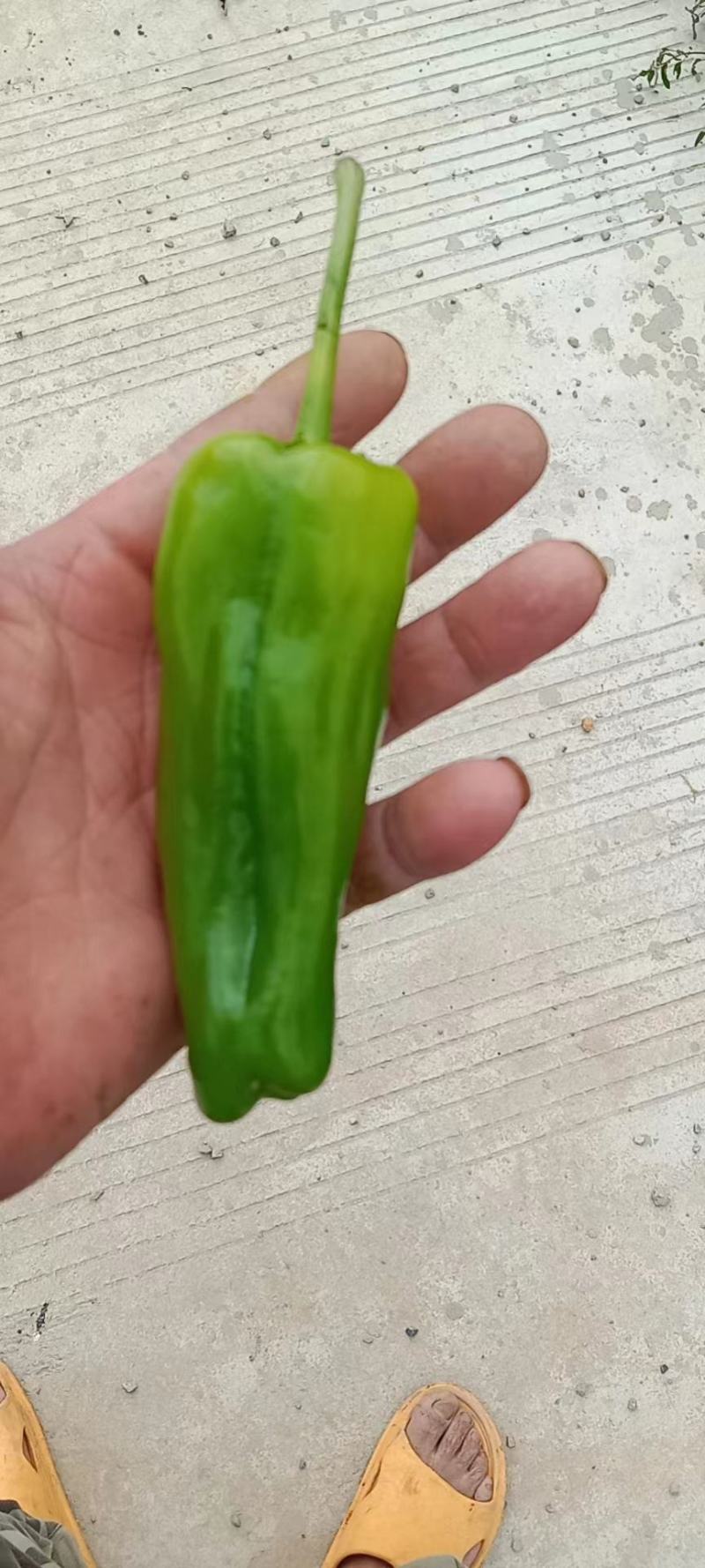 鲜辣椒
