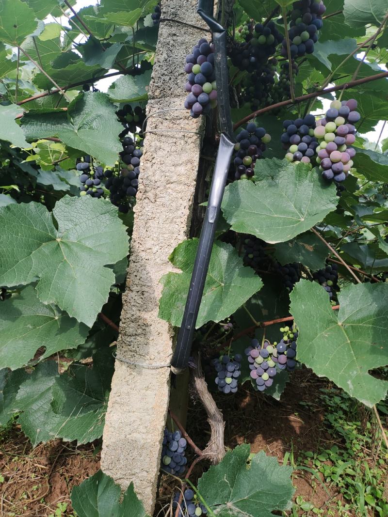 黑莆香葡萄
