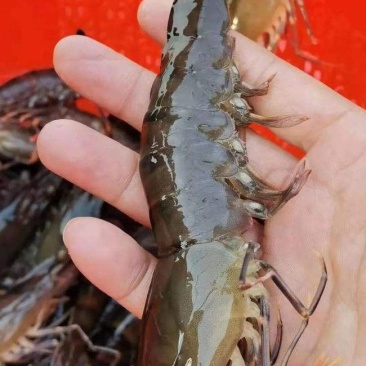 金刚虾，皮硬，肉质劲道，口感好