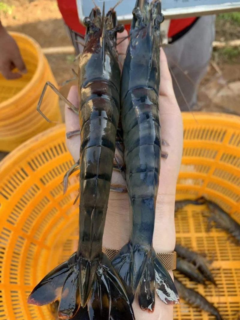 金刚虾，皮硬，肉质劲道，口感好