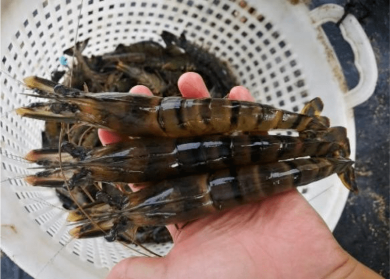 金刚虾，皮硬，肉质劲道，口感好