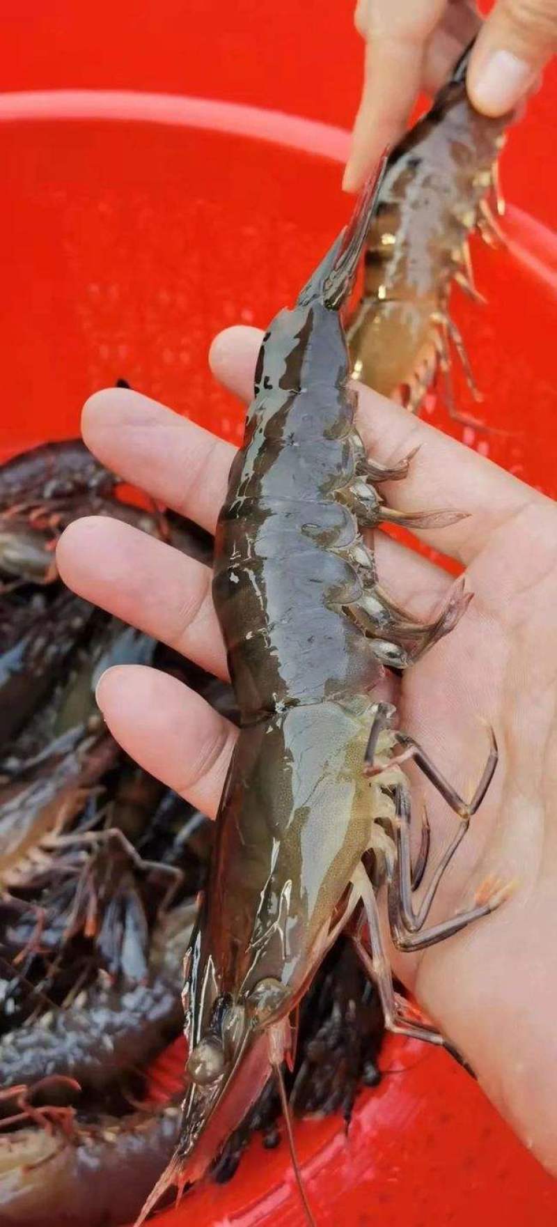 金刚虾，皮硬，肉质劲道，口感好
