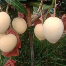 热龙华坪芒果口感质量保证非常的好吃离太阳最近的热芒果