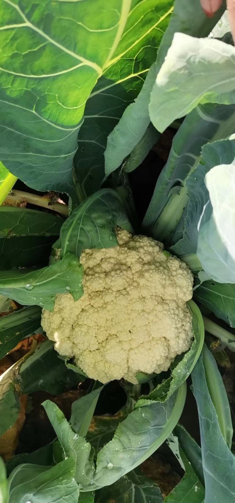 河北彩椒现在已大量上市，有需要的客户可以通过一亩田与我