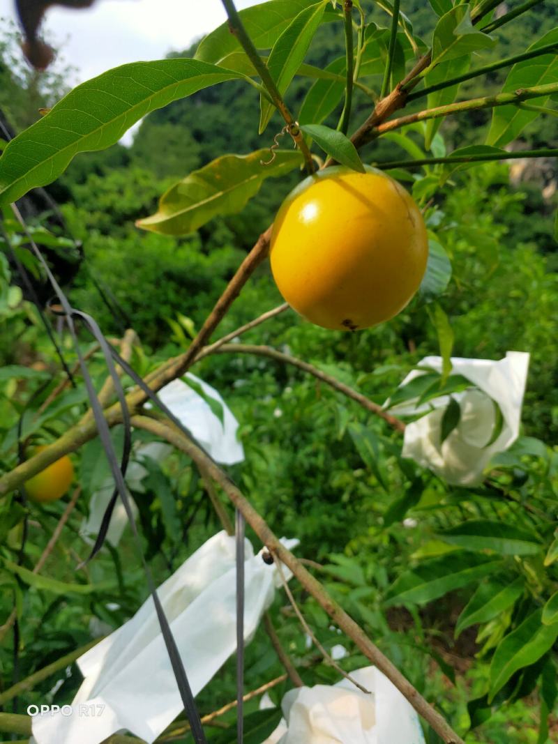 热带水果黄晶果