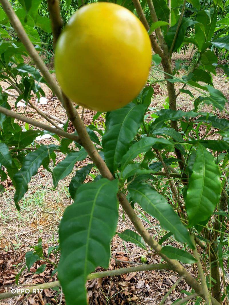 热带水果黄晶果