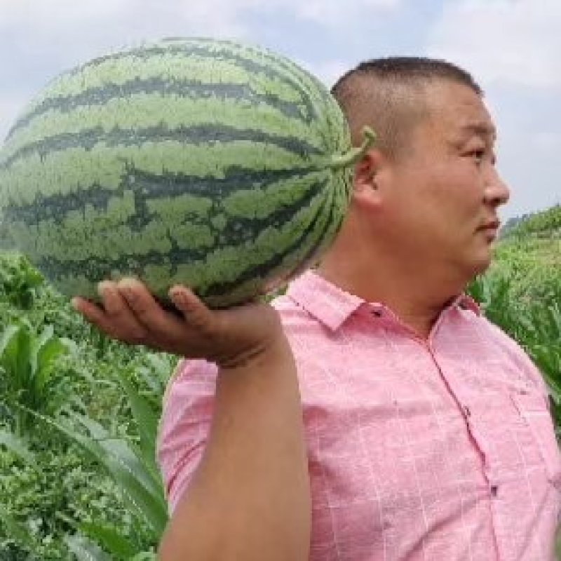 西瓜