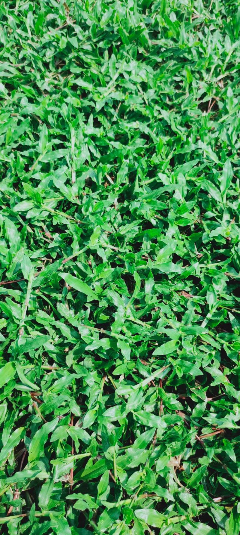 基地直售，无中间商，出售各类绿化草皮