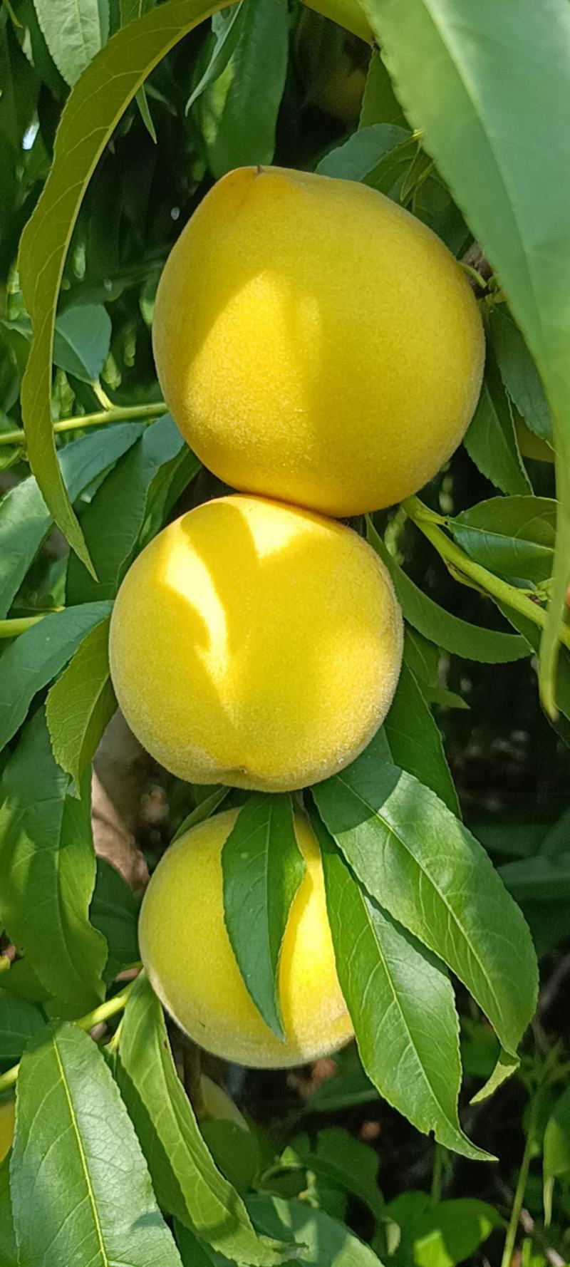 桃