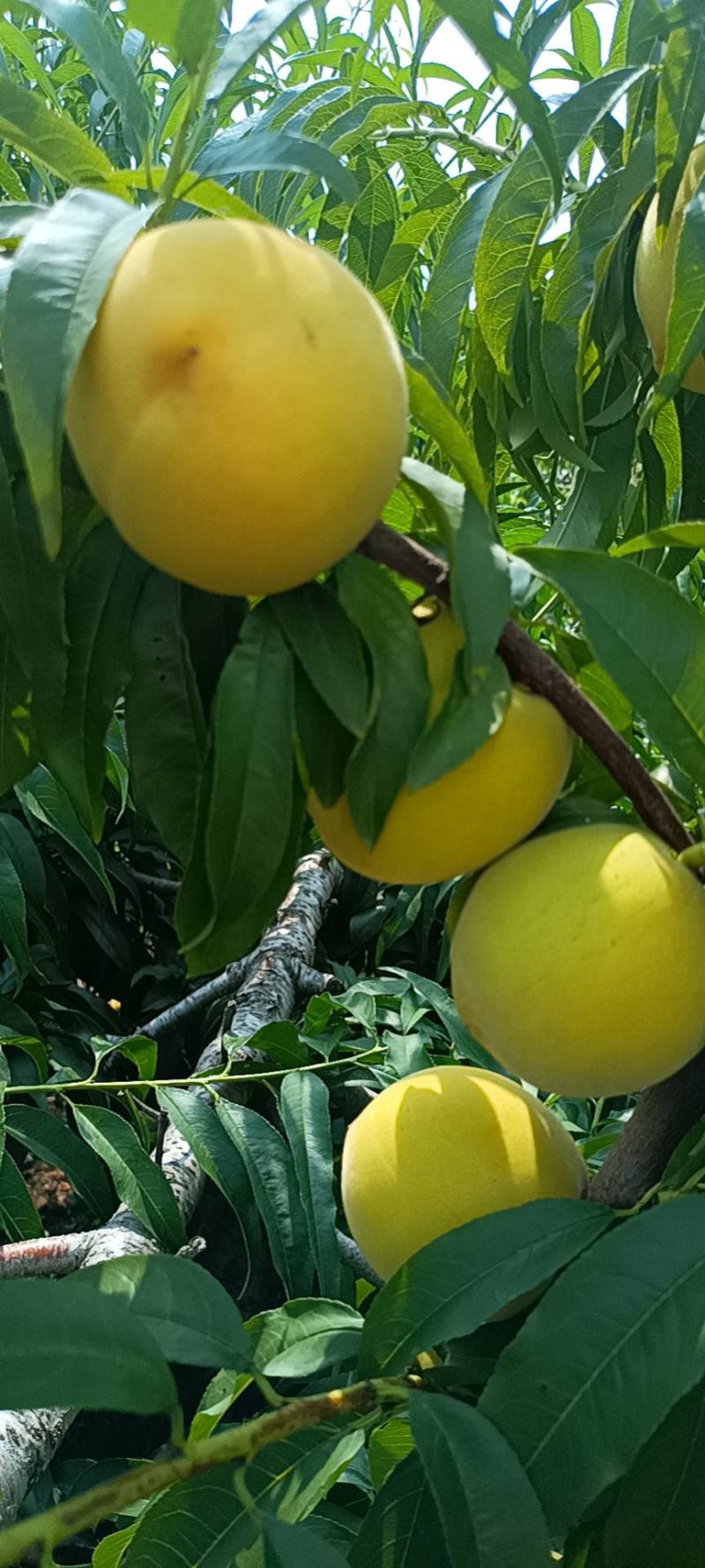桃