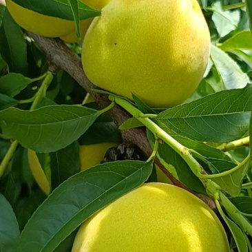 桃