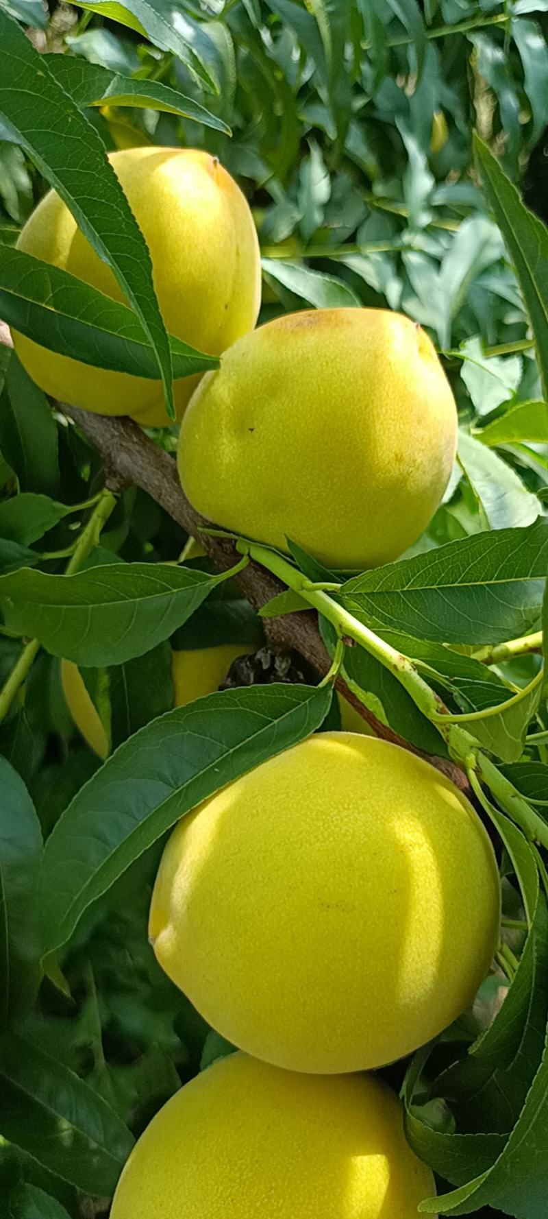 桃